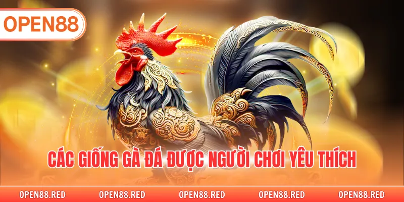 Các giống gà đá được người chơi yêu thích